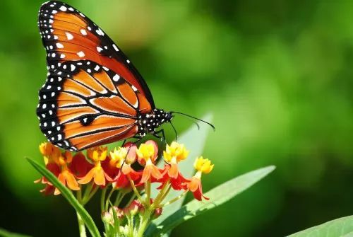 Informatie over de vlinder met foto's en video's
