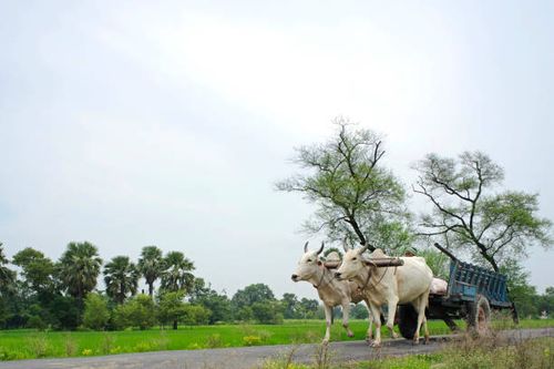 man riding bullock cart, village life, vaishali to kesariya, bihar, india - bullock cart stock pictures, royalty-free photos & images