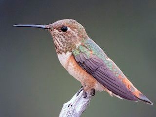 Rufous Hummingbird