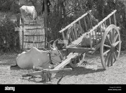 Bullock Cart near Bombay Mumbai India - Stock Image
