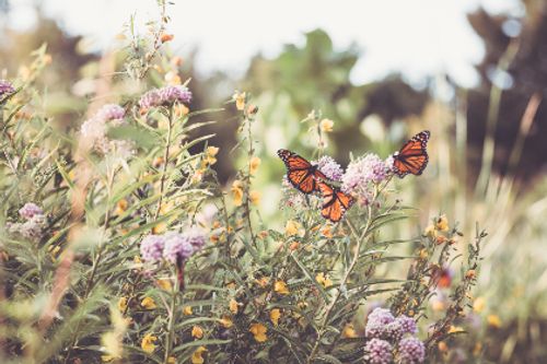 Free butterflies nature stock photo