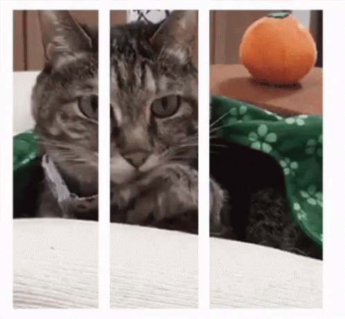ZTAuZ2lm.gif