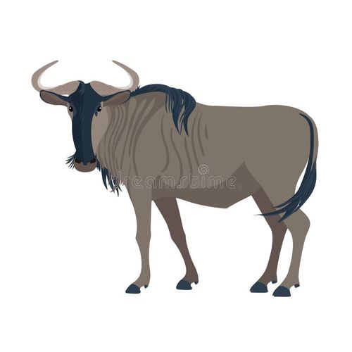 Gnu. African wild mammal. Wild animal in Africa. Vector illustration. Gnu wildebeest vectors