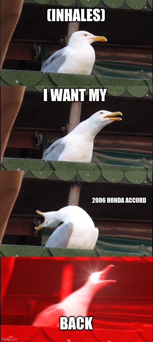 2006 Honda Accord Seagull Meme | (INHALES); I WANT MY; 2006 HONDA ACCORD; BACK | image tagged in memes,inhaling seagull,fun,honda,2006,funny | made w/ Imgflip meme maker