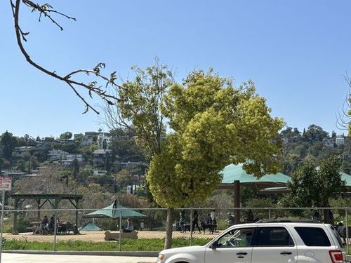Silver Lake Dog Park