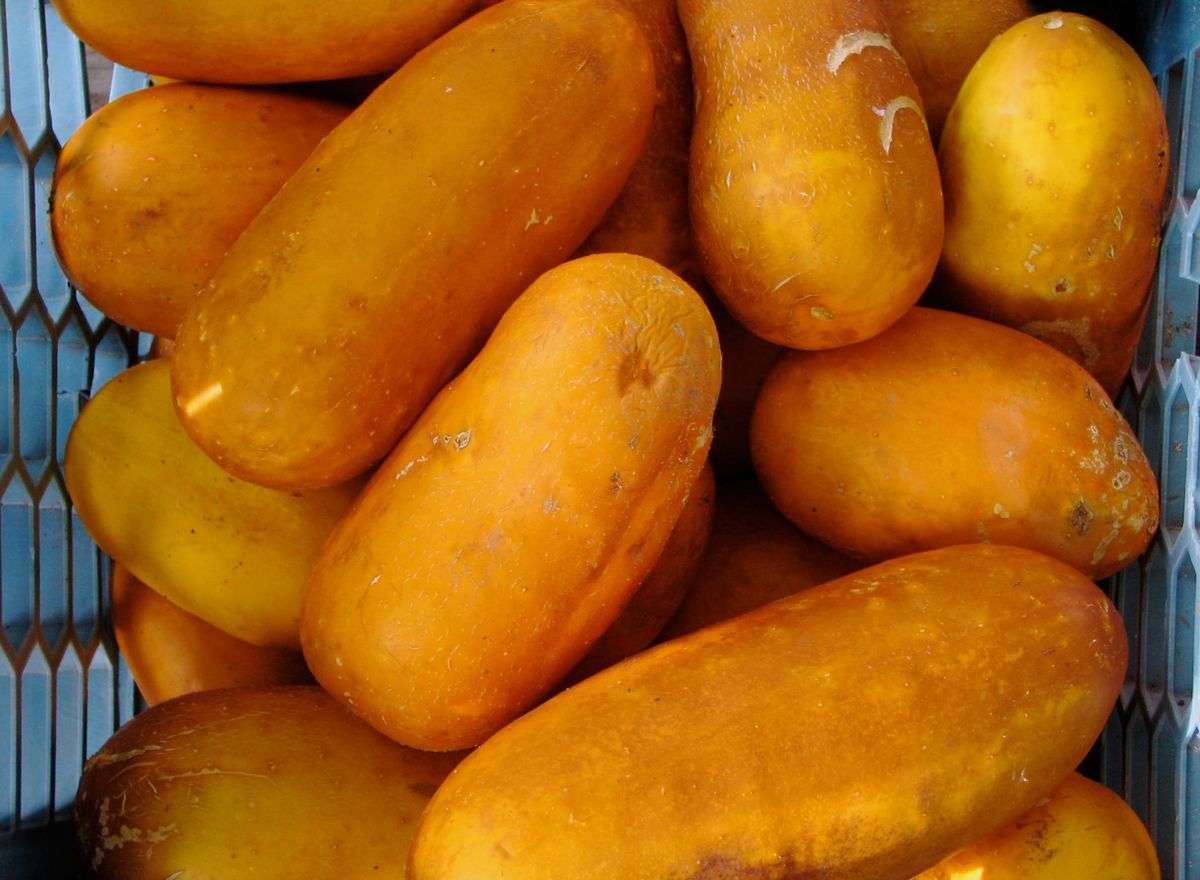 Are orange cucumbers safe to eat? [2023] Men Can Cook