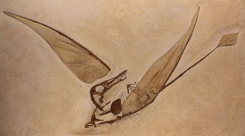 Rhamphorhynchus_munsteri.jpg