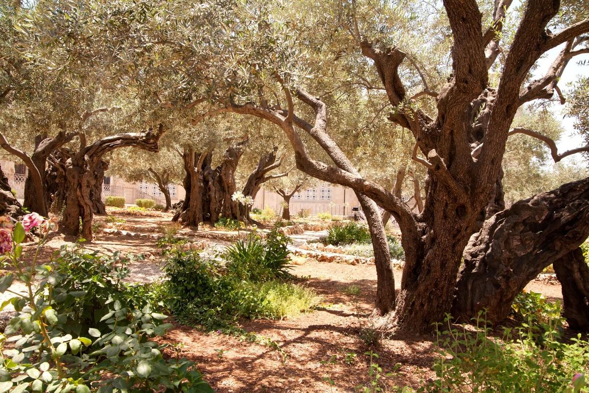 Garden of Gethsemane/Church of All Nations - Visit Israel Visit Israel