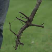 What Is a Rootstock? | Roots Plants