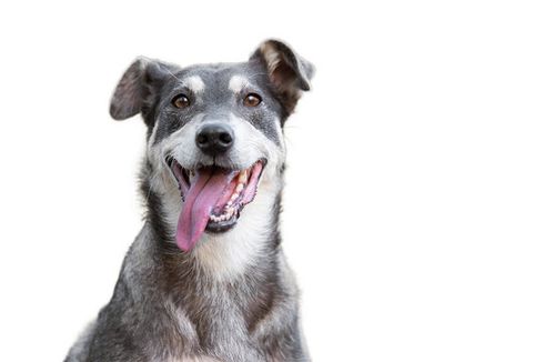 Man's best friend