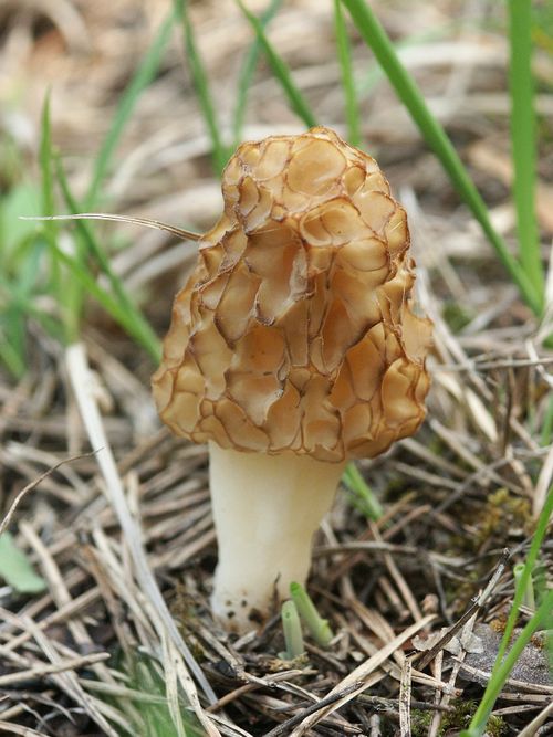 morchella esculenta 300405