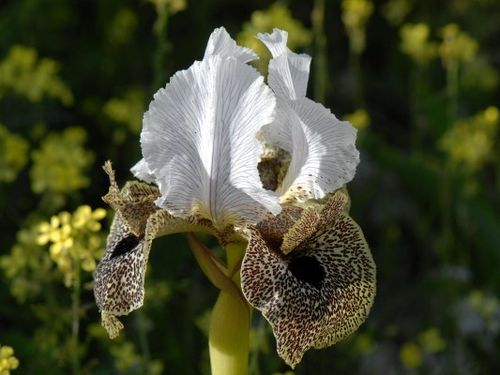 Iris bismarckiana Regel