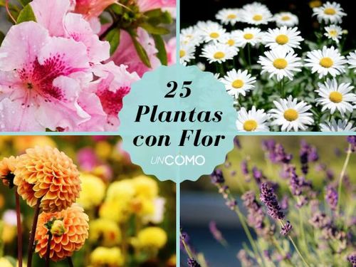 25 nombres de plantas con flores