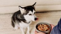 LPT for all the pets who need wet and/or prescription food