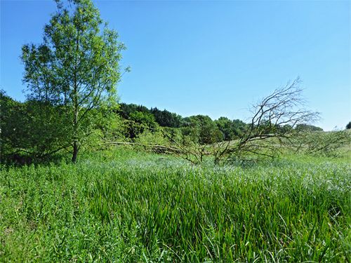 Tuckmill Meadow