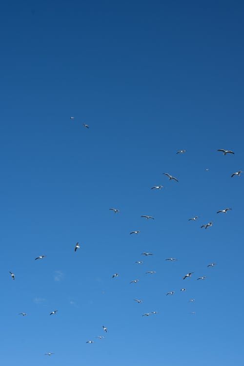Free A flock of birds gracefully soaring through a clear blue sky, depicting freedom and nature's beauty. Stock Photo