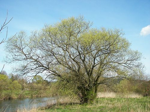 salix alba 004