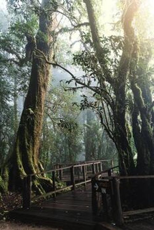 Beautiful rain forest at ang ka nature trail in doi inthanon national park, Thailand photo
