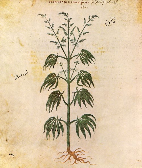 cannabissativadior