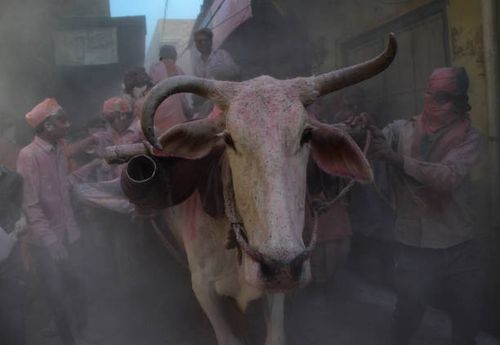 Indian revelers play with coloured powders on a bullock cart to celebrate traditional holi festival at Gokul village, in the outskirts of Mathura in...