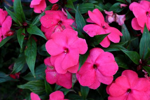 Pink New Guinea Impatiens
