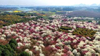 贵阳：千亩玉兰花开满园