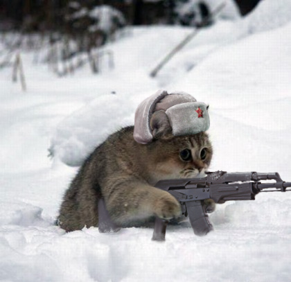 Cat(Russian) with a Gun