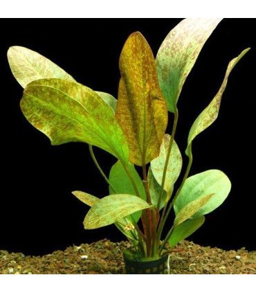 Echinodorus Ozelot
