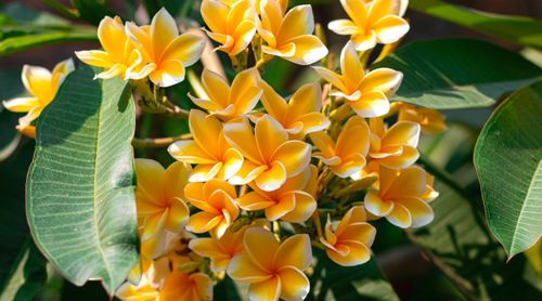 Close-up of a flowering Plumeria plant in a sunny garden. It is a tropical flowering tree with thick, fleshy branches covered with glossy, elongated leaves. The leaves have a leathery texture and are arranged in spiral tufts at the ends of the branches. They are dark green in color. The flowers are large, waxy yellow with white margins. The flowers are characteristically shaped with overlapping petals and a prominent tubular centre.