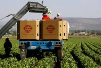 Taylor Farms launches recall in 27 states after iceberg lettuce tied to outbreak - The Washington Post