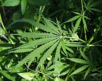 Hemp | Description, Products, Seeds, Fiber, & Uses | Britannica