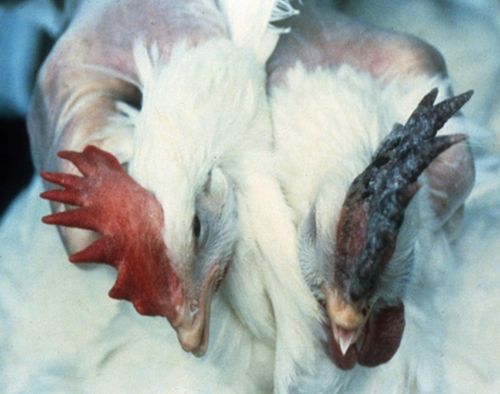 Purple discoloration of the comb could indicate highly pathogenic avian influenza (HPAI). USDA photo.