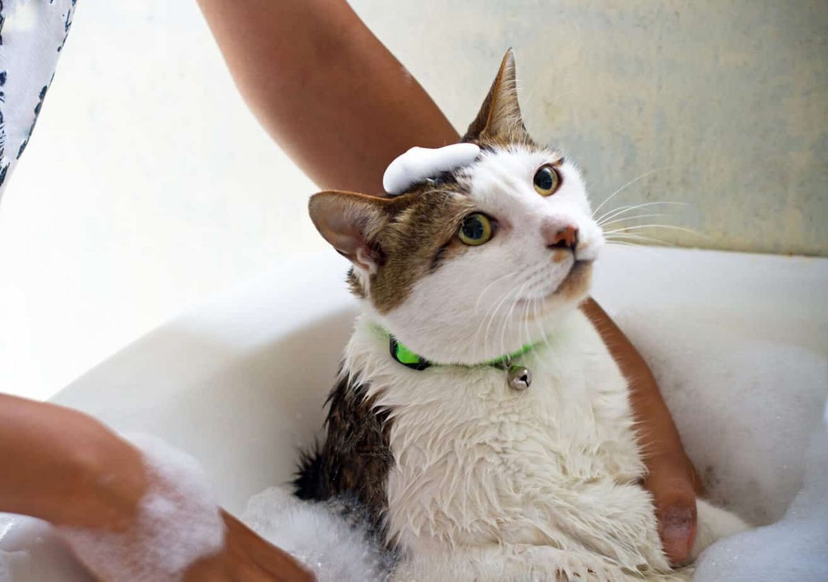 How Often Should You Bathe A Cat Gegu Pet