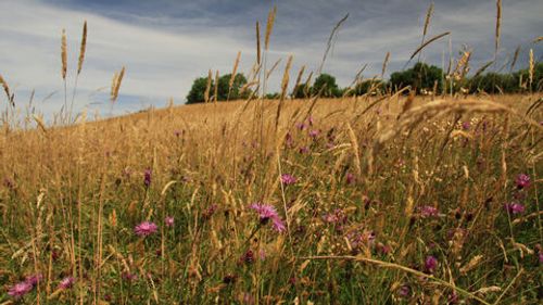 Hollybed Farm Meadows