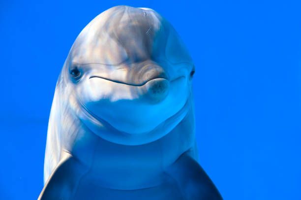dolphin in aquarium of barcelona - dolphin stock pictures, royalty-free photos & images
