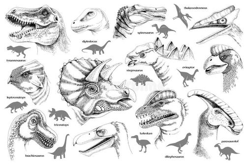 Realistic dinosaur heads and silhouettes. Tyrannosaurus, leptoceratops, triceratop, sbrachiosaurus, spinosaurus etc. Vector collection set, isolated on white background. Realistic dinosaur set vectors