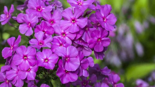 Closeup view of purple phlox flowers