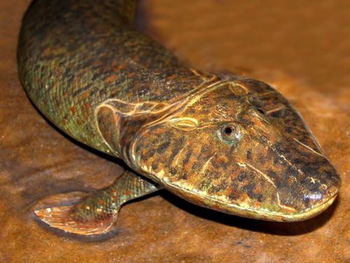 Tiktaalik