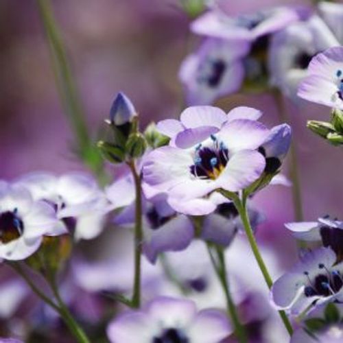 Gilia tricolor, Bird's-Eye Gilia, Bird's-Eyes, Tricolor Gilia, Drought tolerant flowers
