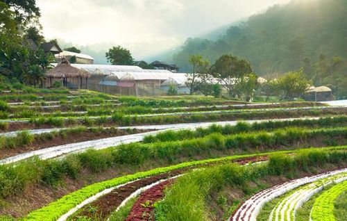 Muang Sam Sip Organic Farm