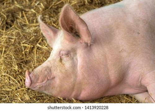 Pig sleeping in pigpen on hay, adult domestic farm animal resting in pigsty Stock Photo