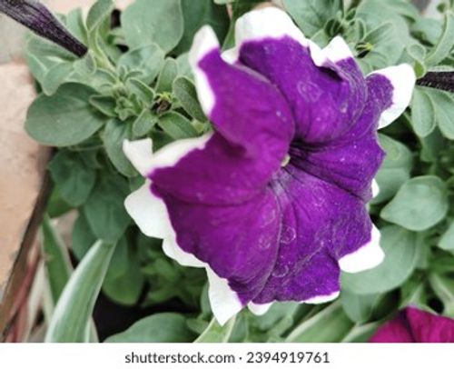 Purple colour flower seasonal fresh shurb small size looks very beautiful generally found everywhere  Stock Photo