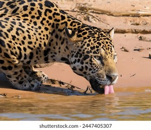 Picture of a spotted leopard drinking water from a lake Stock Photo