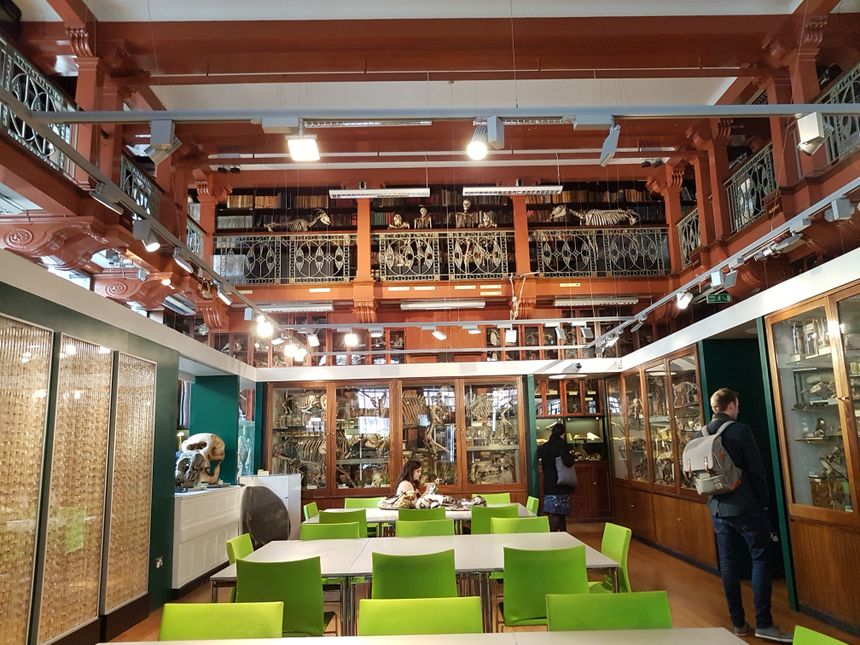 Interior of Grant Museum of Zoology