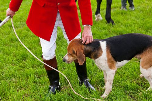 fox hunt in north devon - english foxhound stock pictures, royalty-free photos & images