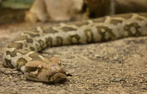 Python snake close-up. the snake creeps on the camera on the ground. Snake python stock images, royalty-free photos and pictures