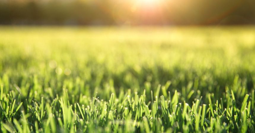 jardinier Solutions pour un Gazon Résistant à la Sécheresse en Belgique