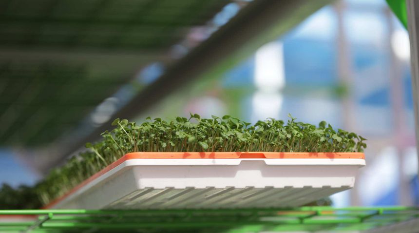 Microgreens grown in microgreen tray