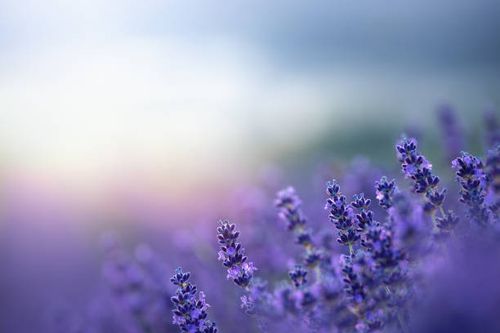 lavender at sunrise - nature stock pictures, royalty-free photos & images