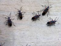 How To Get Rid Of Boxelder Bugs And Keep Them From Coming Back - Southern Living